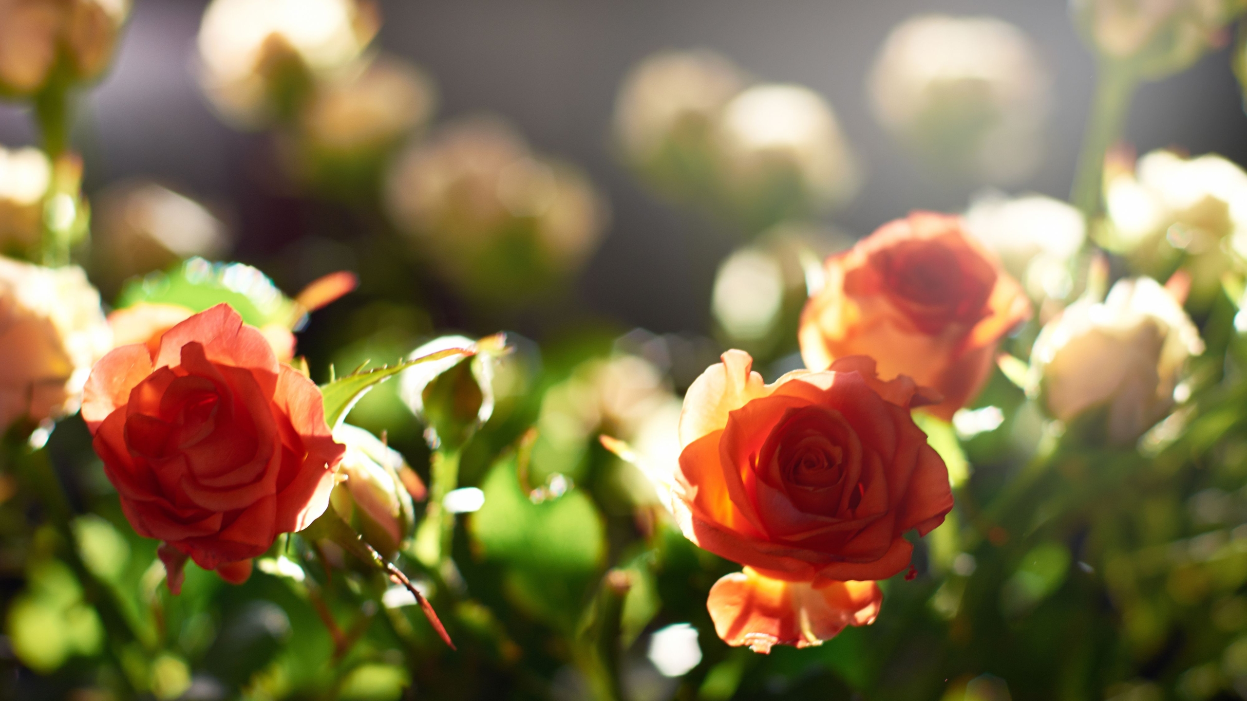 失敗しない花束の選び方。本数によって変わる「薔薇のメッセージ」を