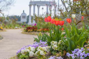【花のお便り】足元に広がる小さな春。新緑に彩を添える花々のリレー